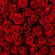 Valentijn rozen