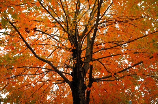Lovely Autumn