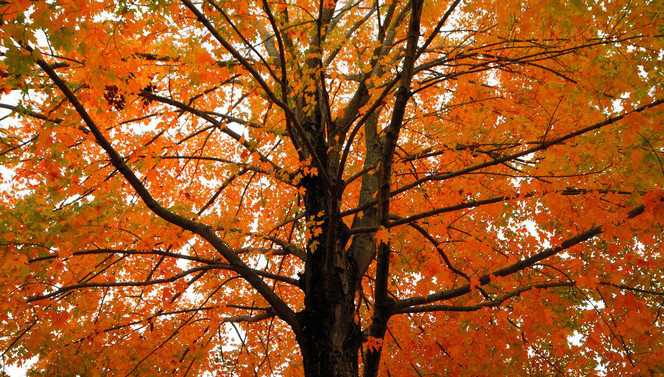 Lovely Autumn